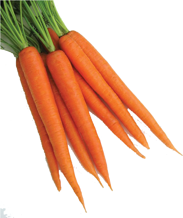 Fresh Bunchof Carrots