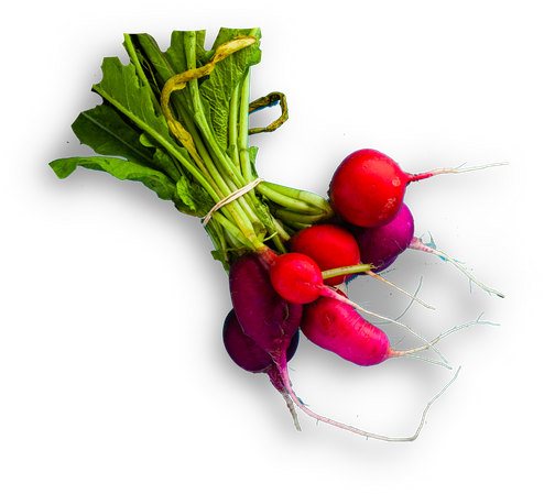 Fresh Bunchof Radishes