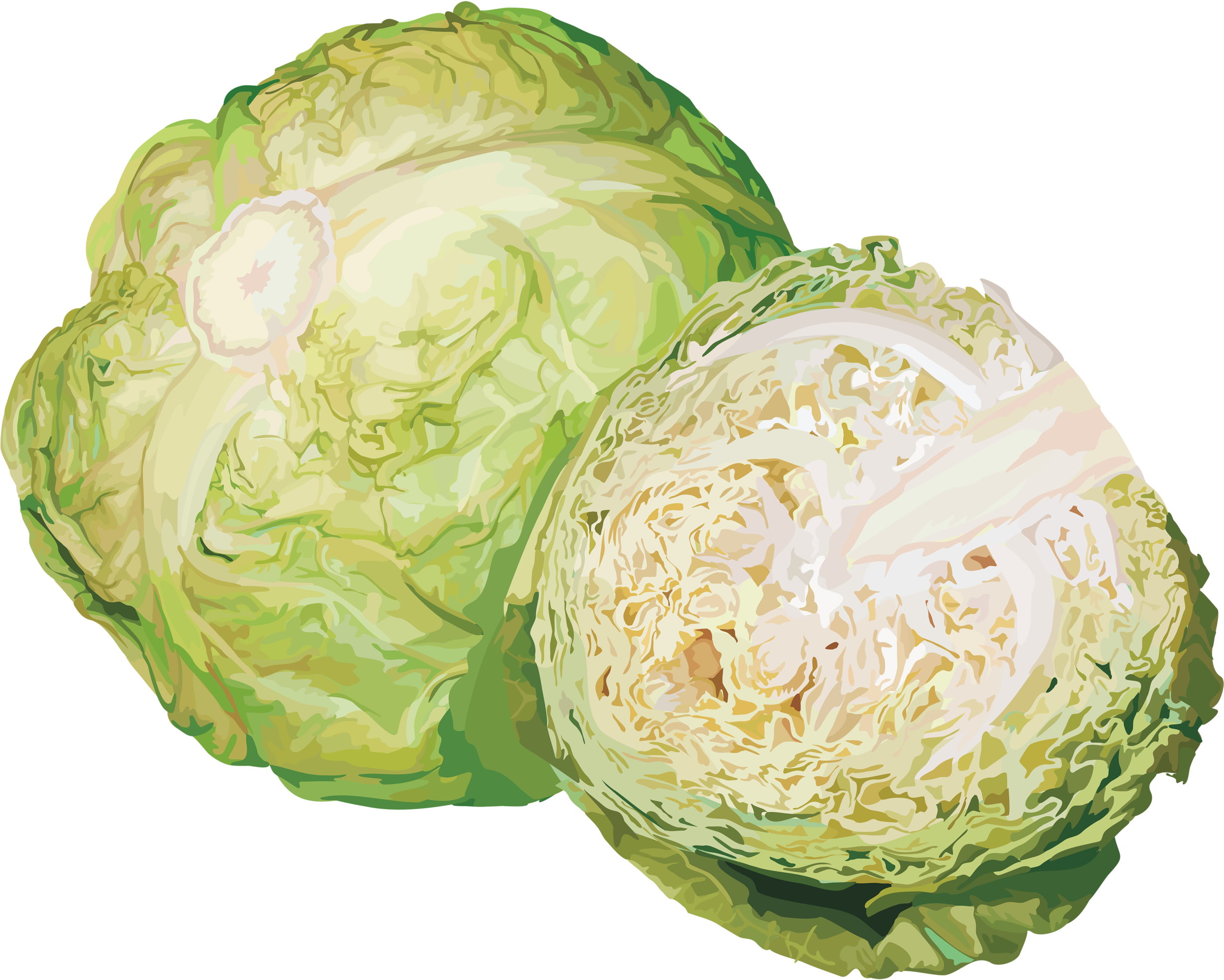 Fresh Cabbageand Half Cut Illustration