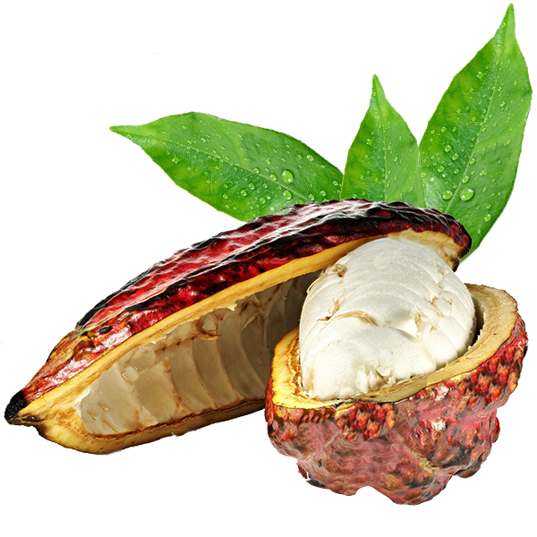 Fresh Cacao Pod With Leaves