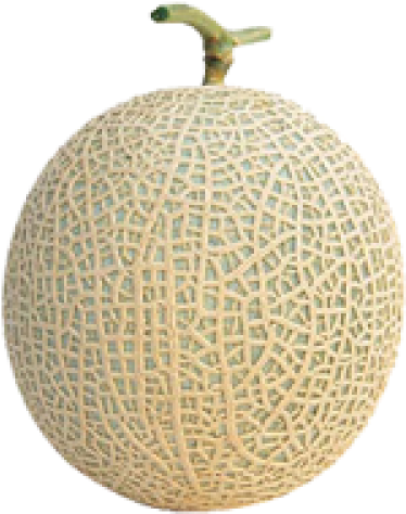 Fresh Cantaloupe Fruit Isolated