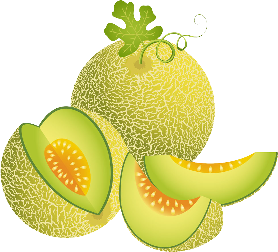 Fresh Cantaloupeand Slices Vector