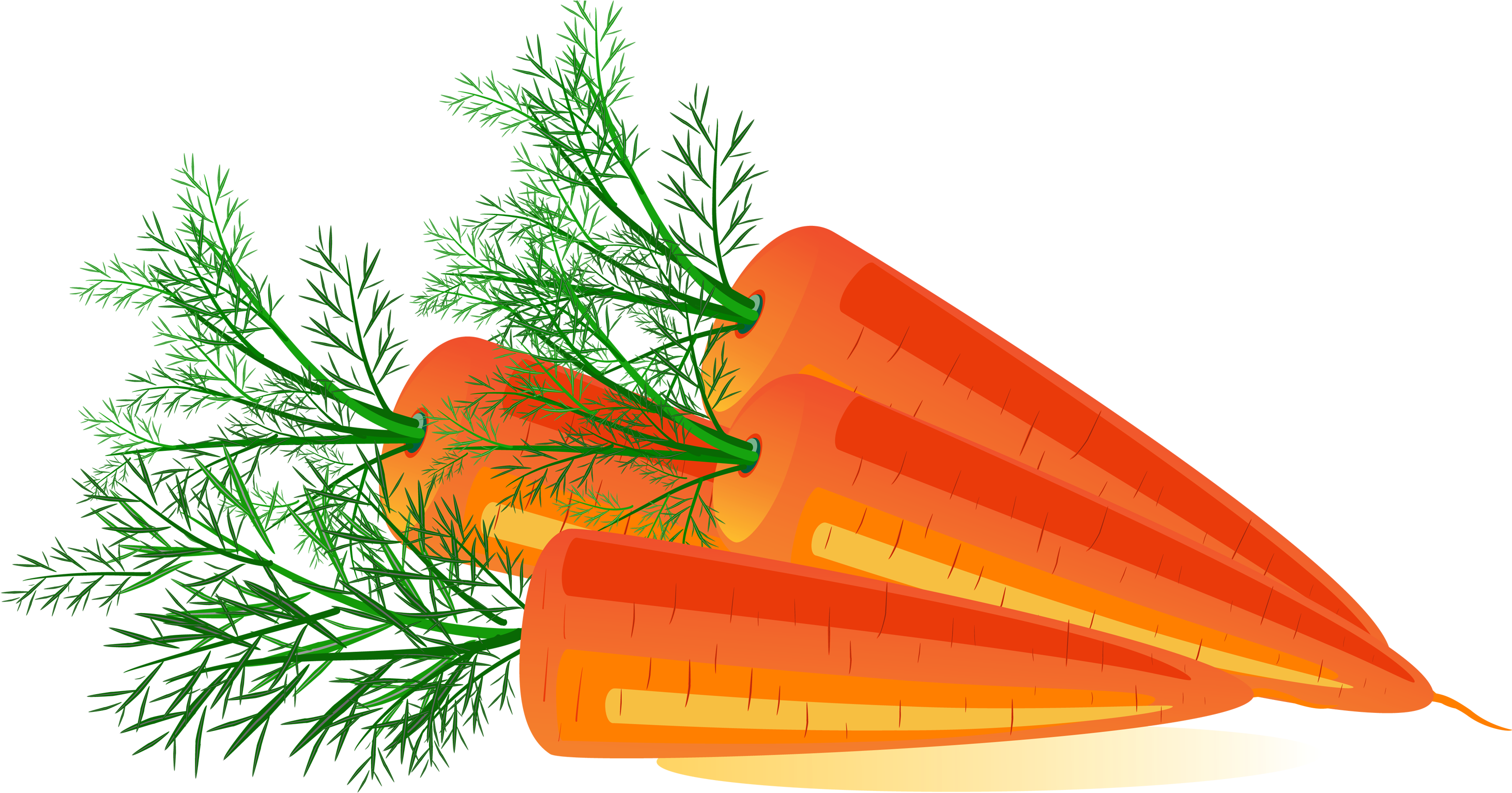 Fresh Carrot Slices Illustration