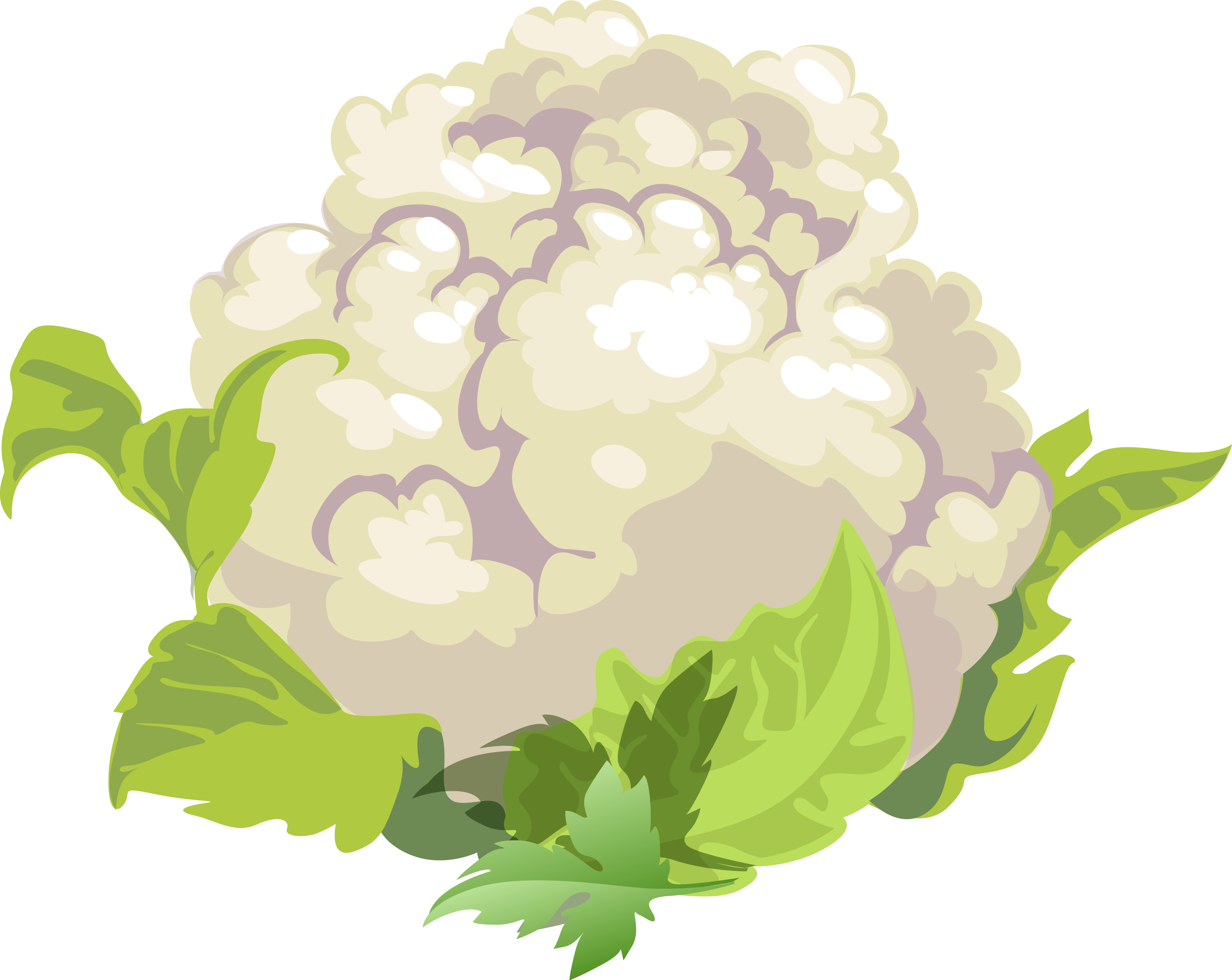 Fresh Cauliflower Illustration