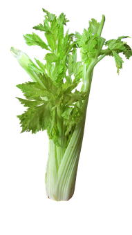 Fresh Celery Bunch Black Background