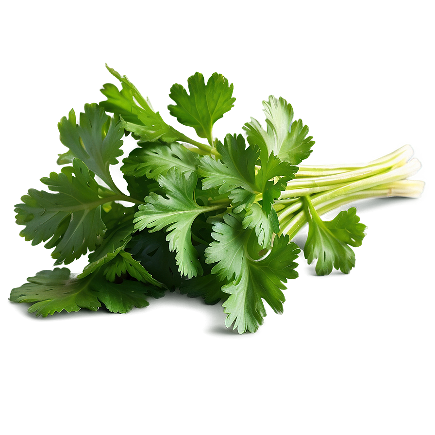 Fresh Cilantro Png Fdj