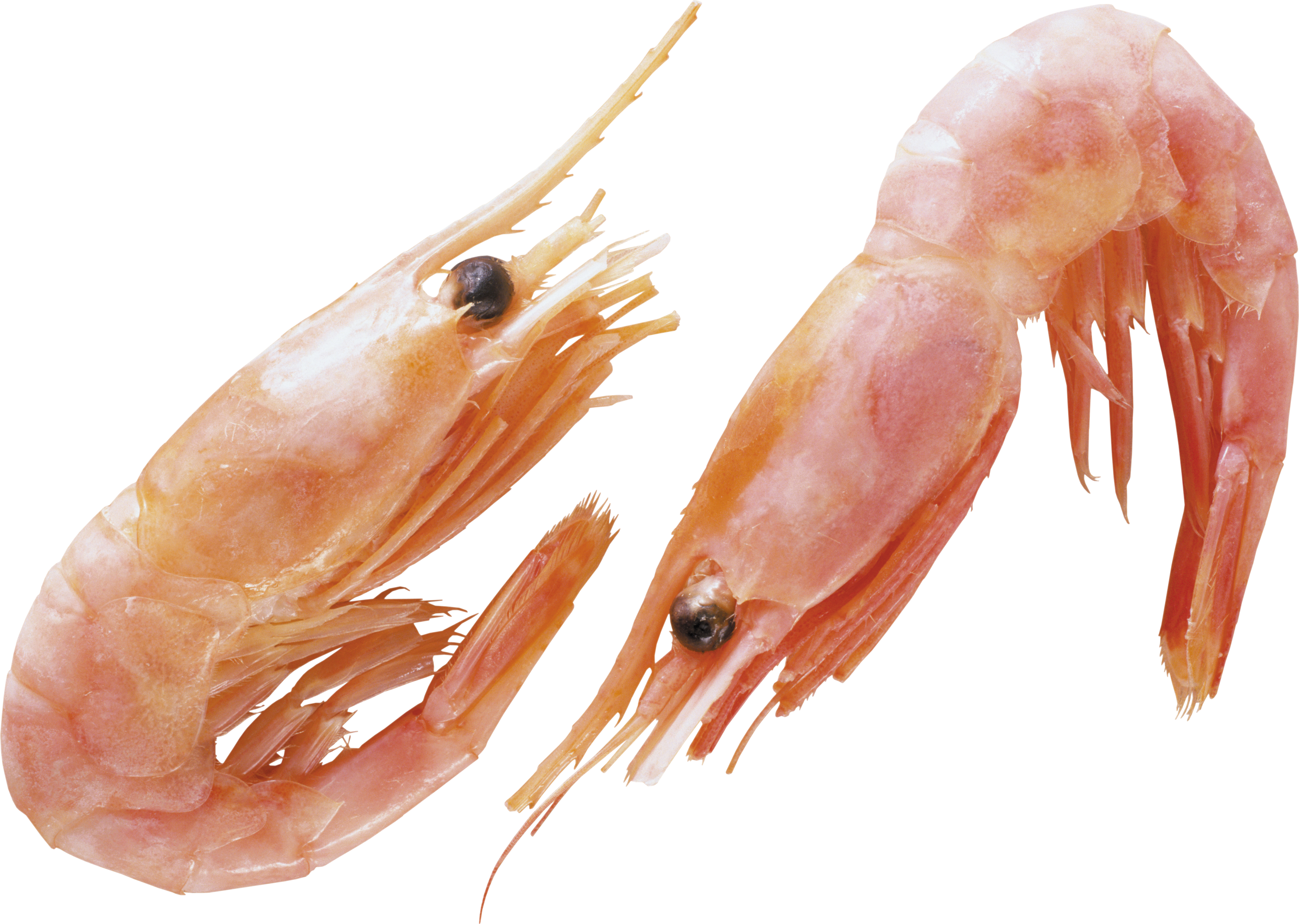 Fresh Cooked Shrimp Transparent Background