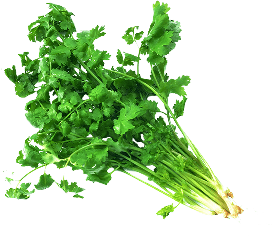 Fresh Coriander Bunch.png