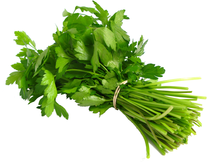 Fresh Coriander Bunch.png