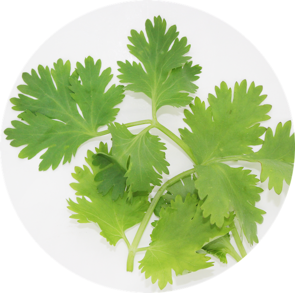 Fresh Coriander Leaveson Plate