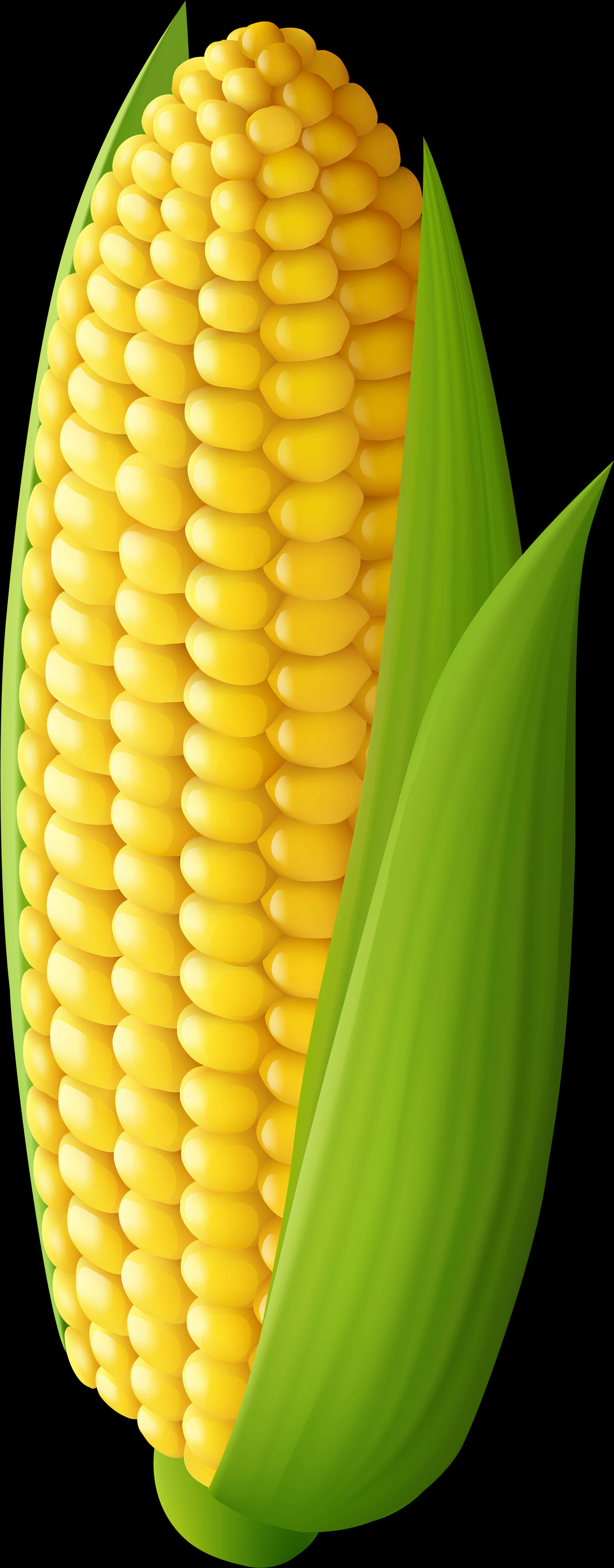 Fresh Corn Cob Illustration