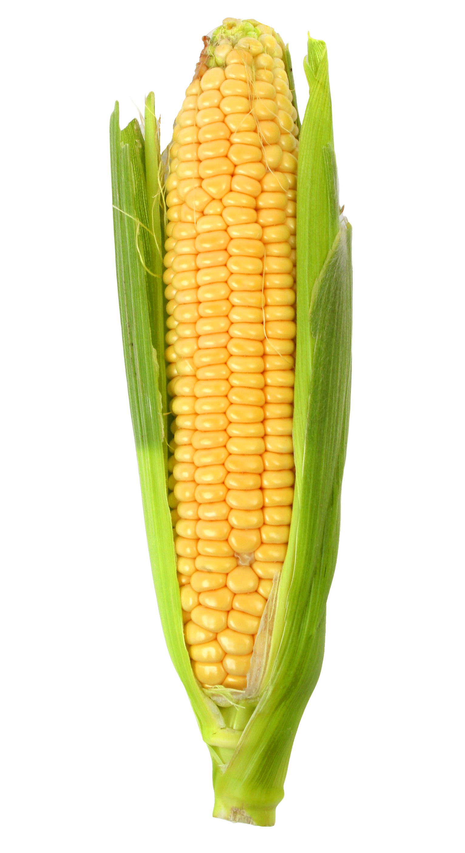 Fresh Corn Cob With Husk