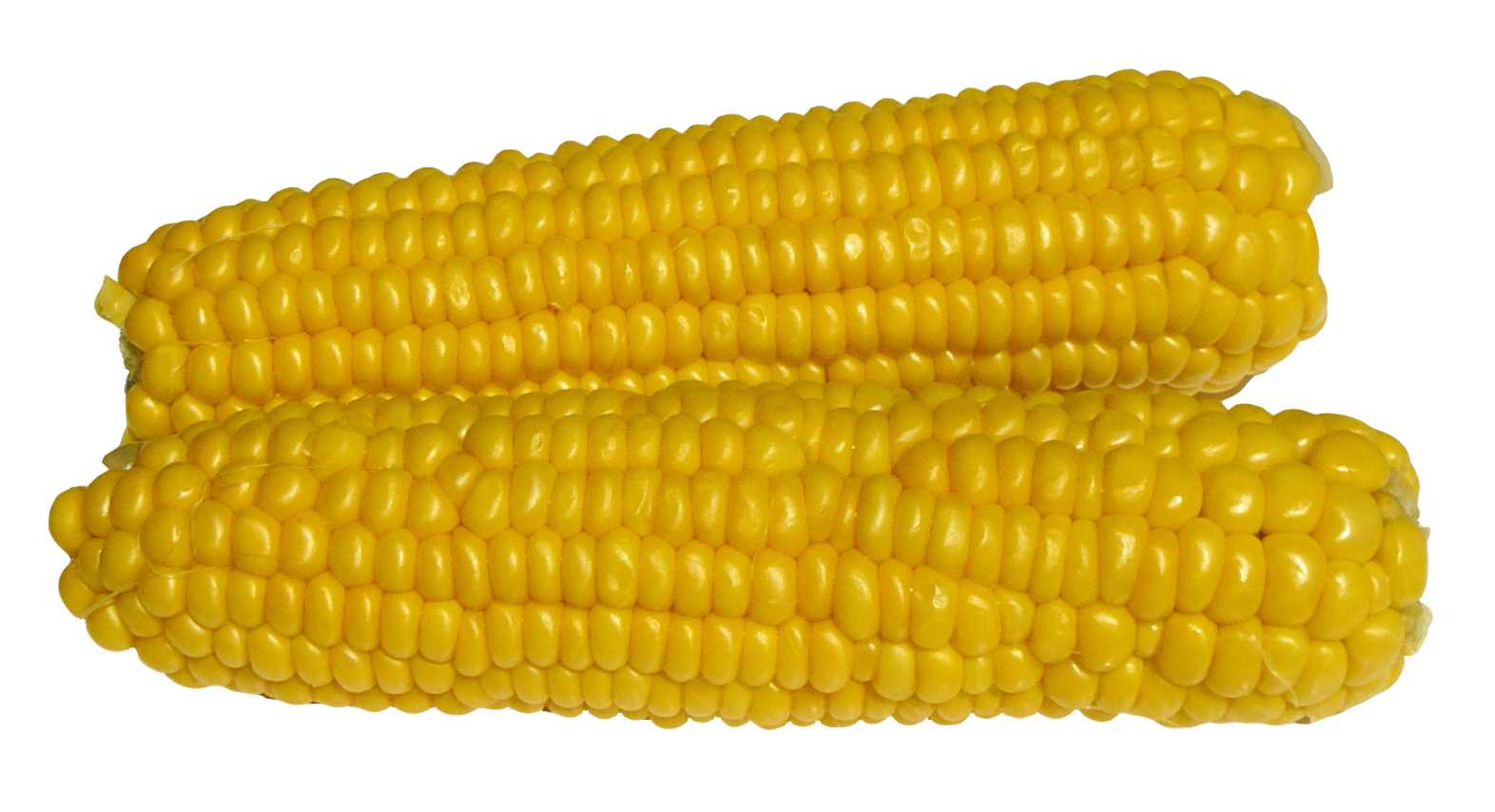 Fresh Corn Cobs Isolated