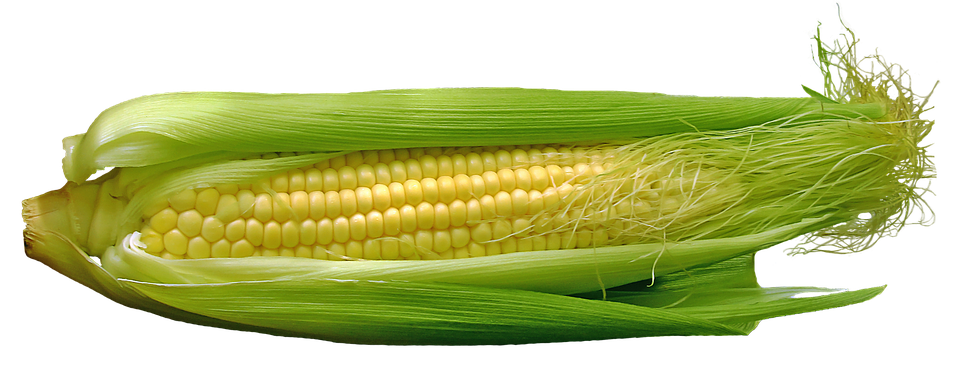 Fresh Corn Cobwith Husk