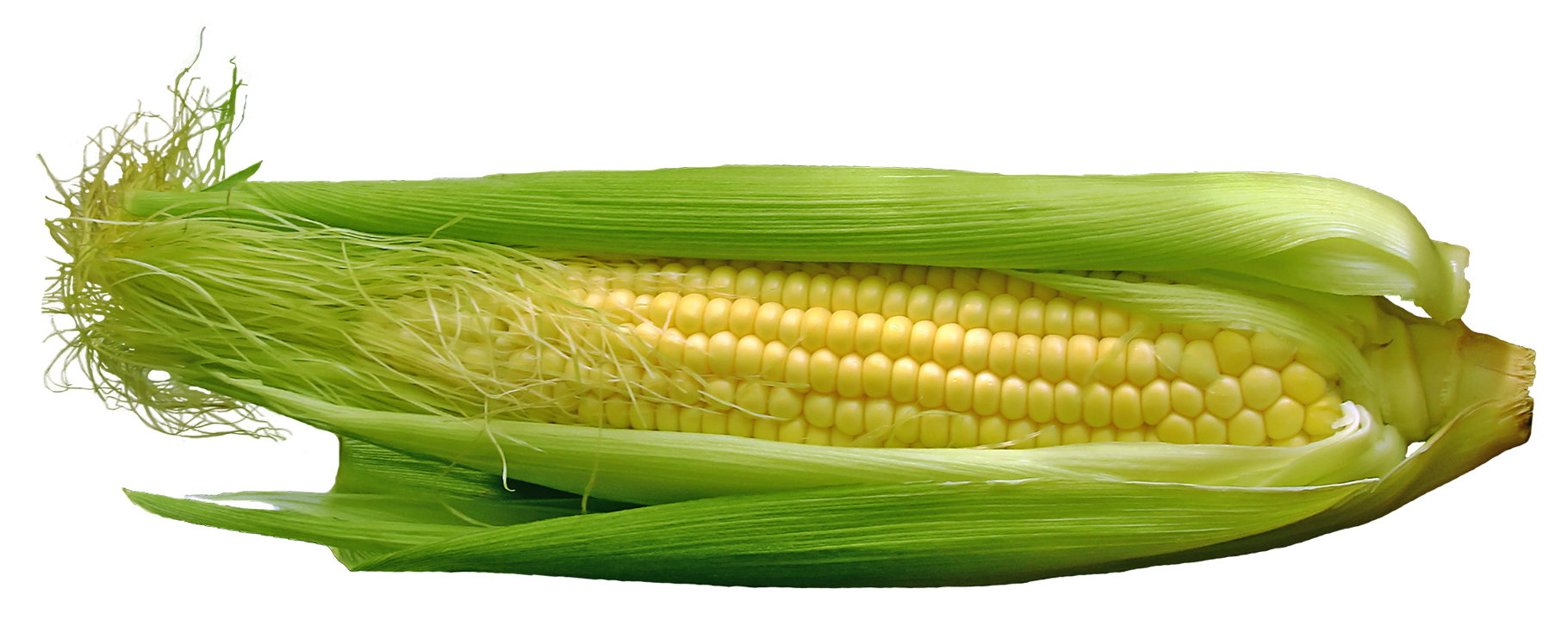 Fresh Corn Cobwith Husk.png