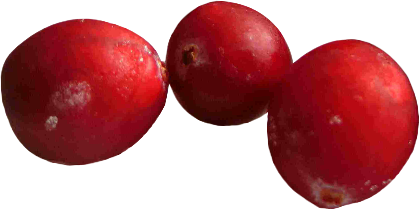 Fresh Cranberries Closeup.png