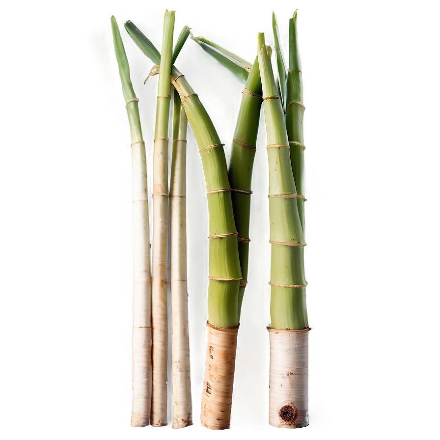 Fresh Cut Sugarcane Selection Png 06262024