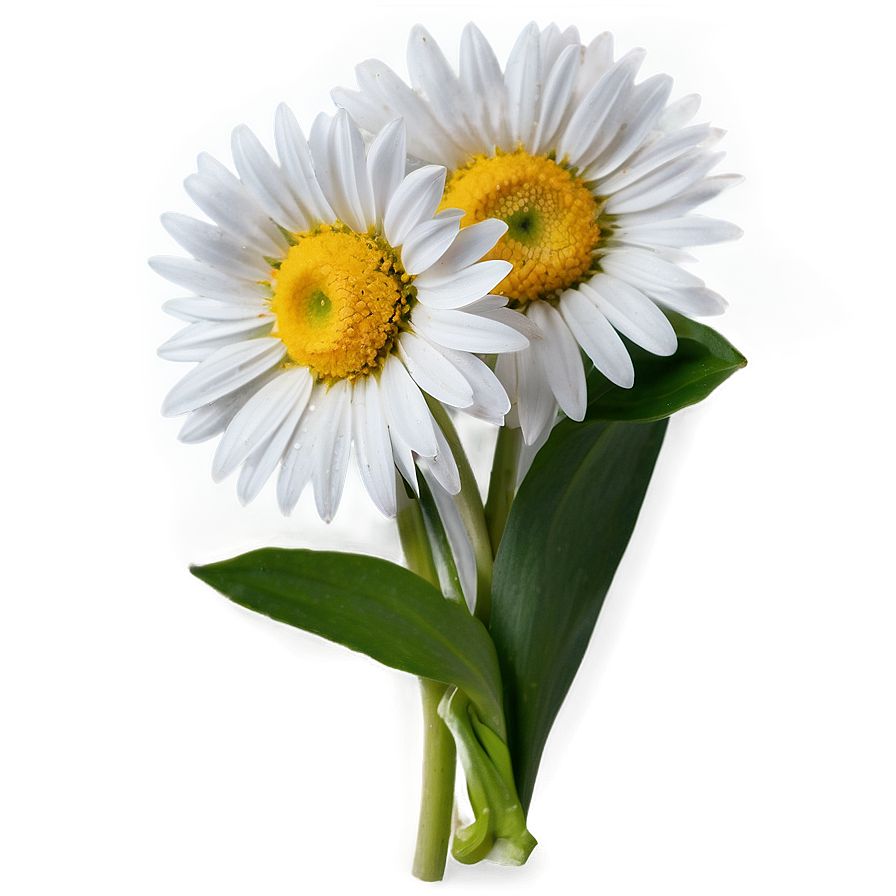 Fresh Daisy Bouquet Png 53