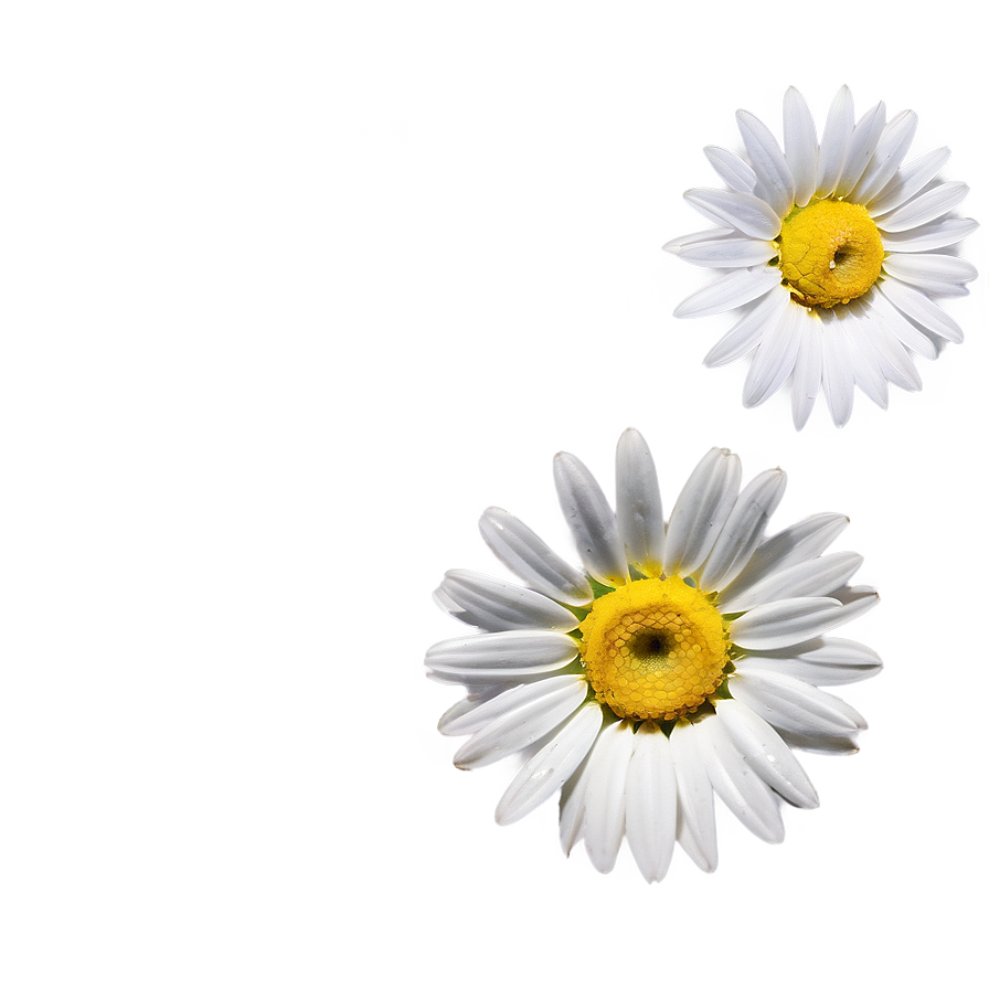 Fresh Daisy Png 45