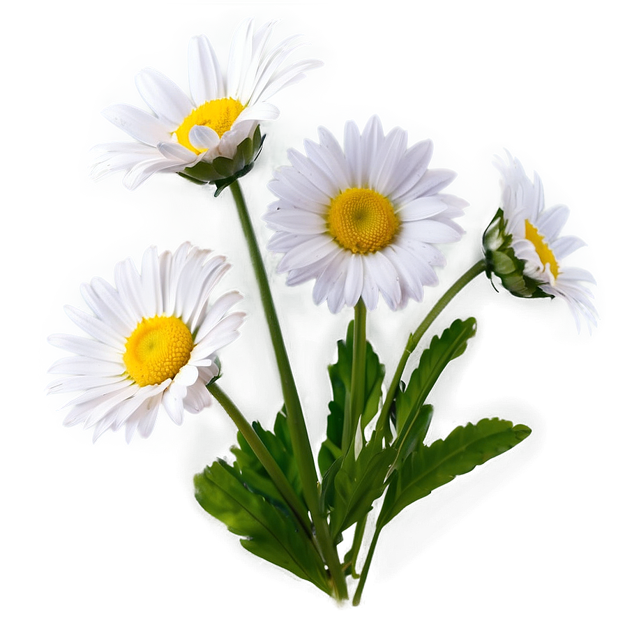 Fresh Daisy Png Xbp4