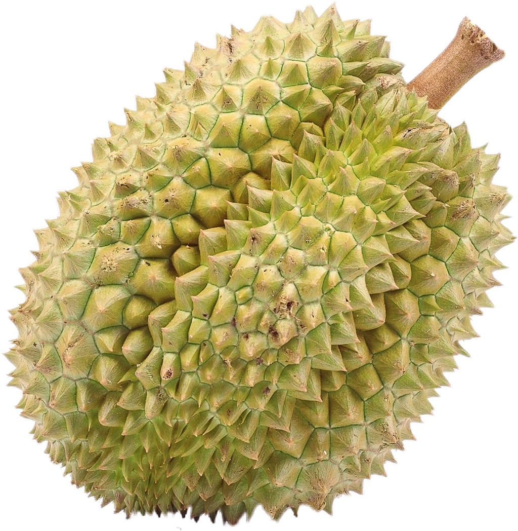 Fresh Durian Fruit Isolated