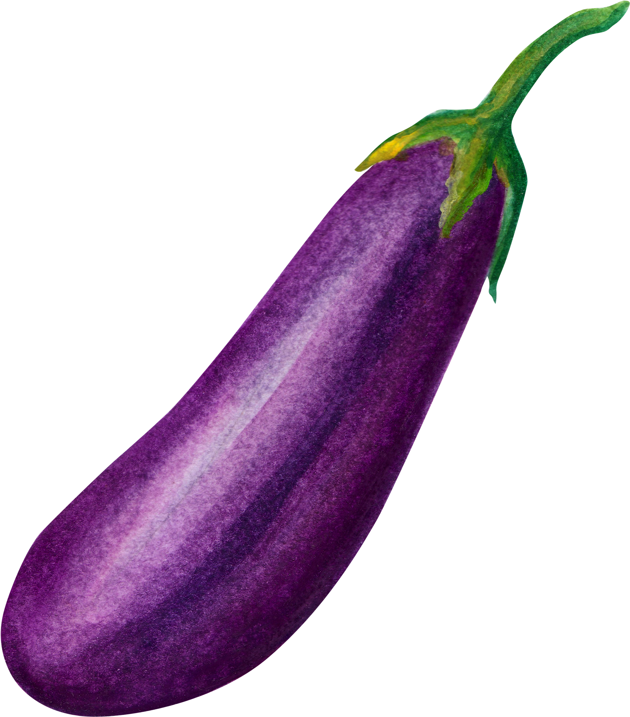 Fresh Eggplant Watercolor Illustration