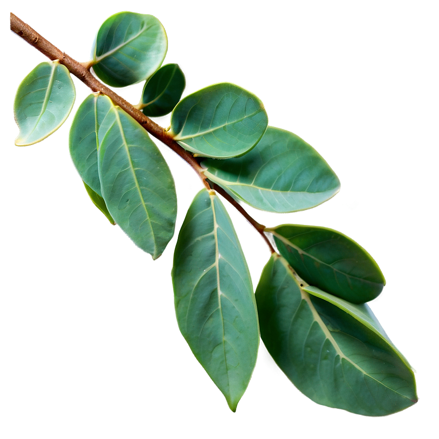 Fresh Eucalyptus Leaves Png Spp