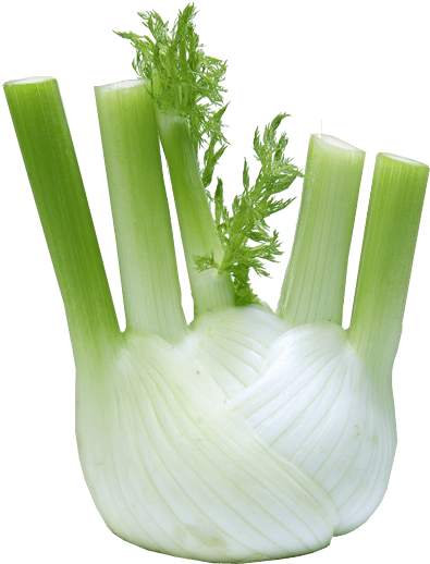 Fresh Fennel Bulband Stalks.png