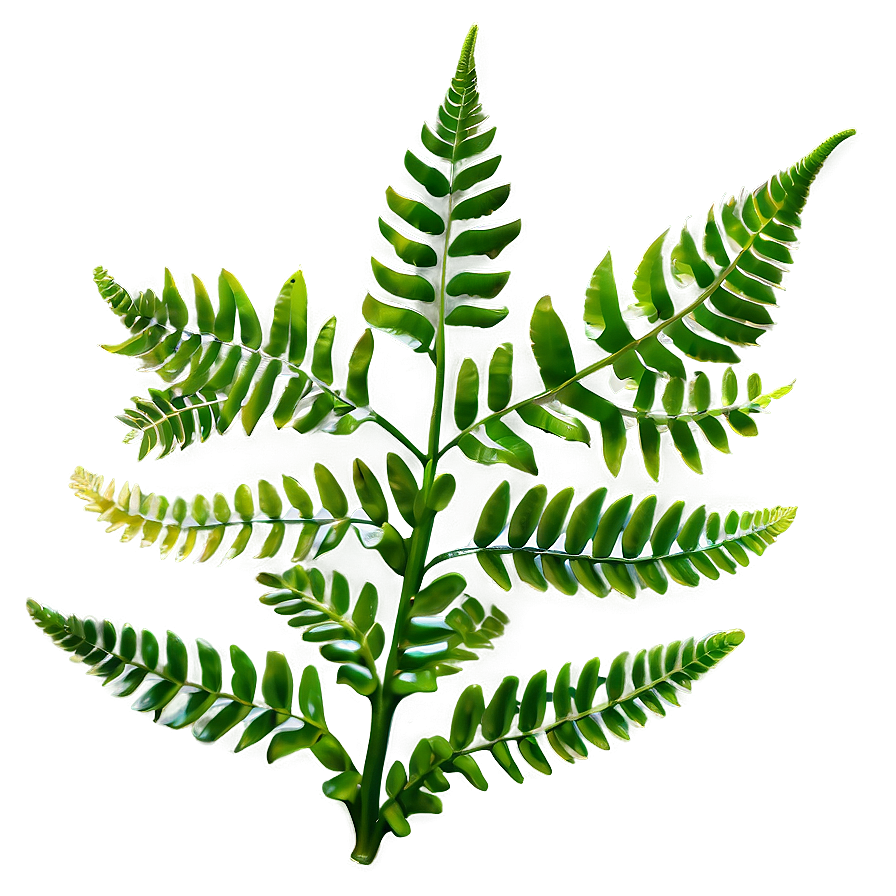 Fresh Fern Leaf Texture Png Bpo