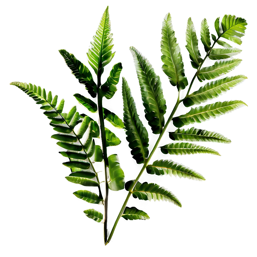 Fresh Fern Leaf Texture Png Xba