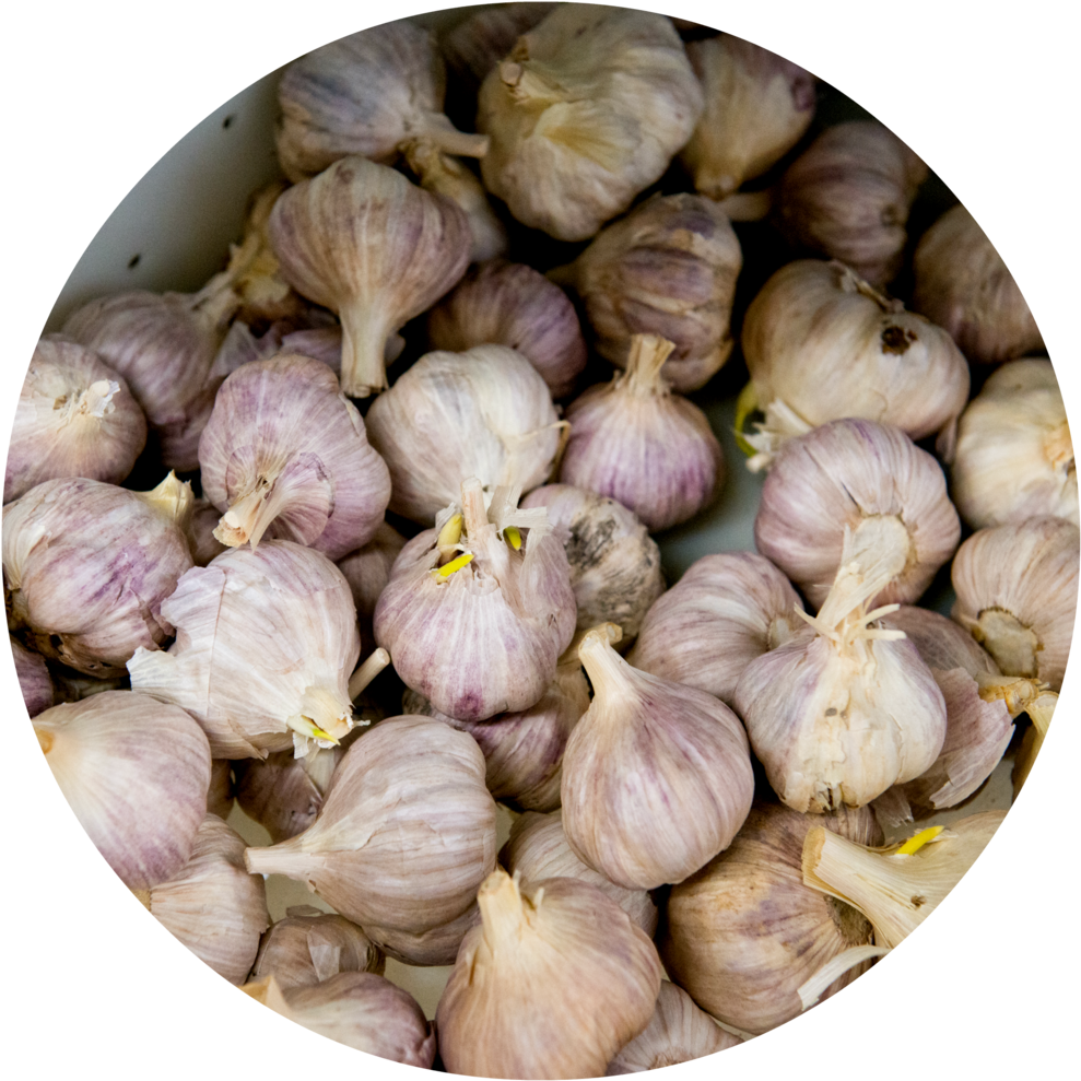 Fresh Garlic Bulbs Top View