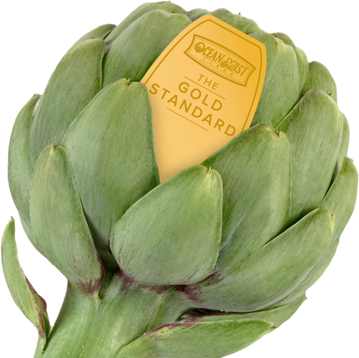 Fresh Green Artichoke With Label