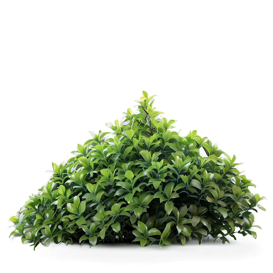 Fresh Green Bush Png 22