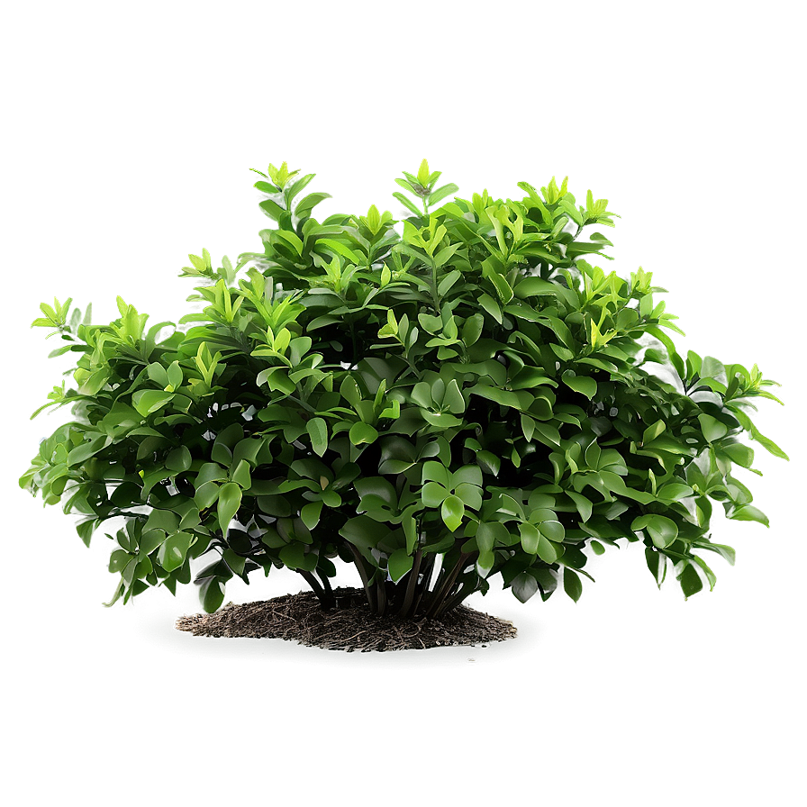 Fresh Green Bush Png Ndo