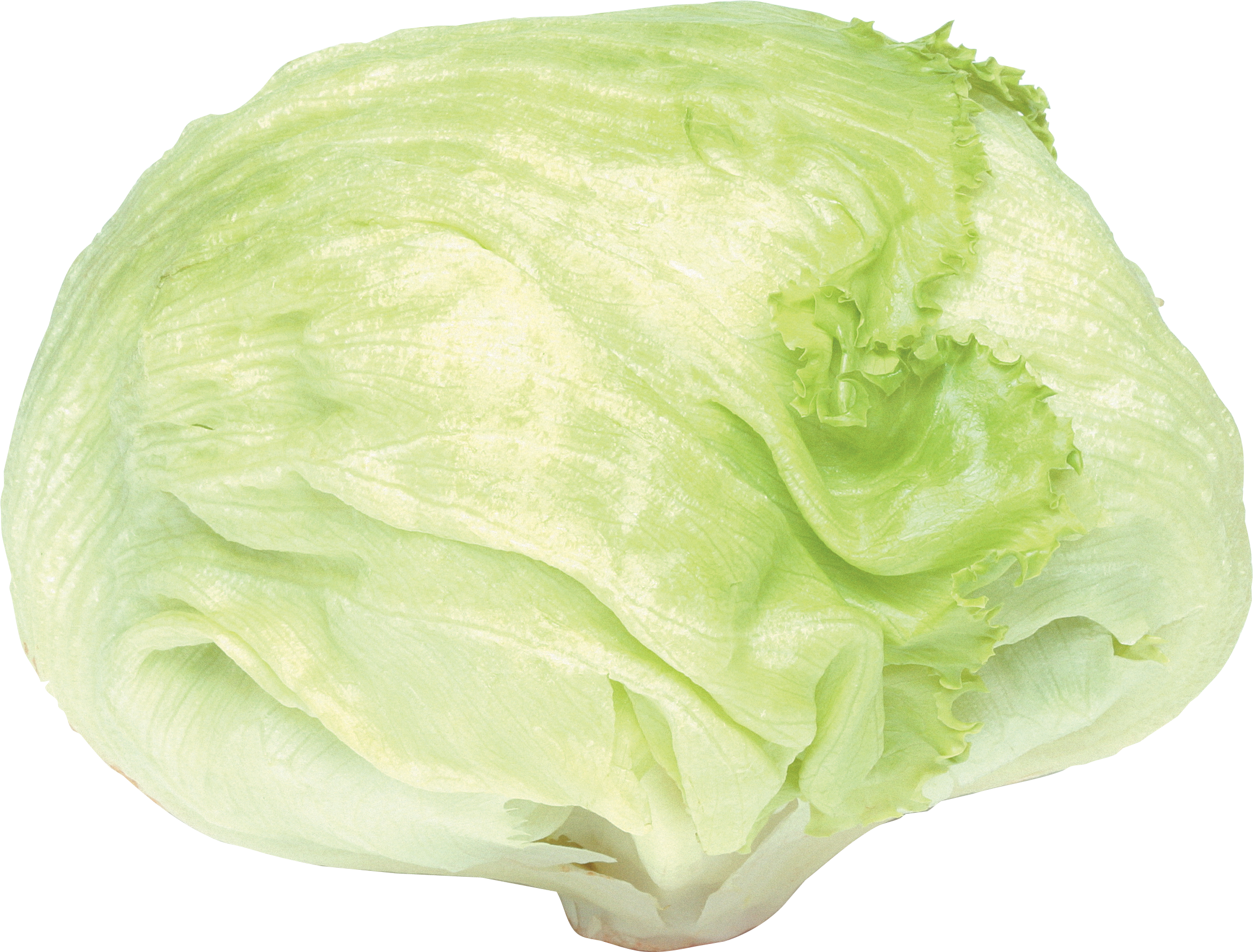 Fresh Green Cabbage