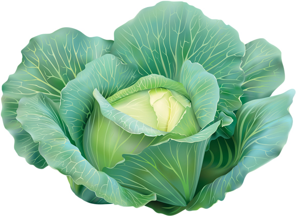 Fresh Green Cabbage Illustration