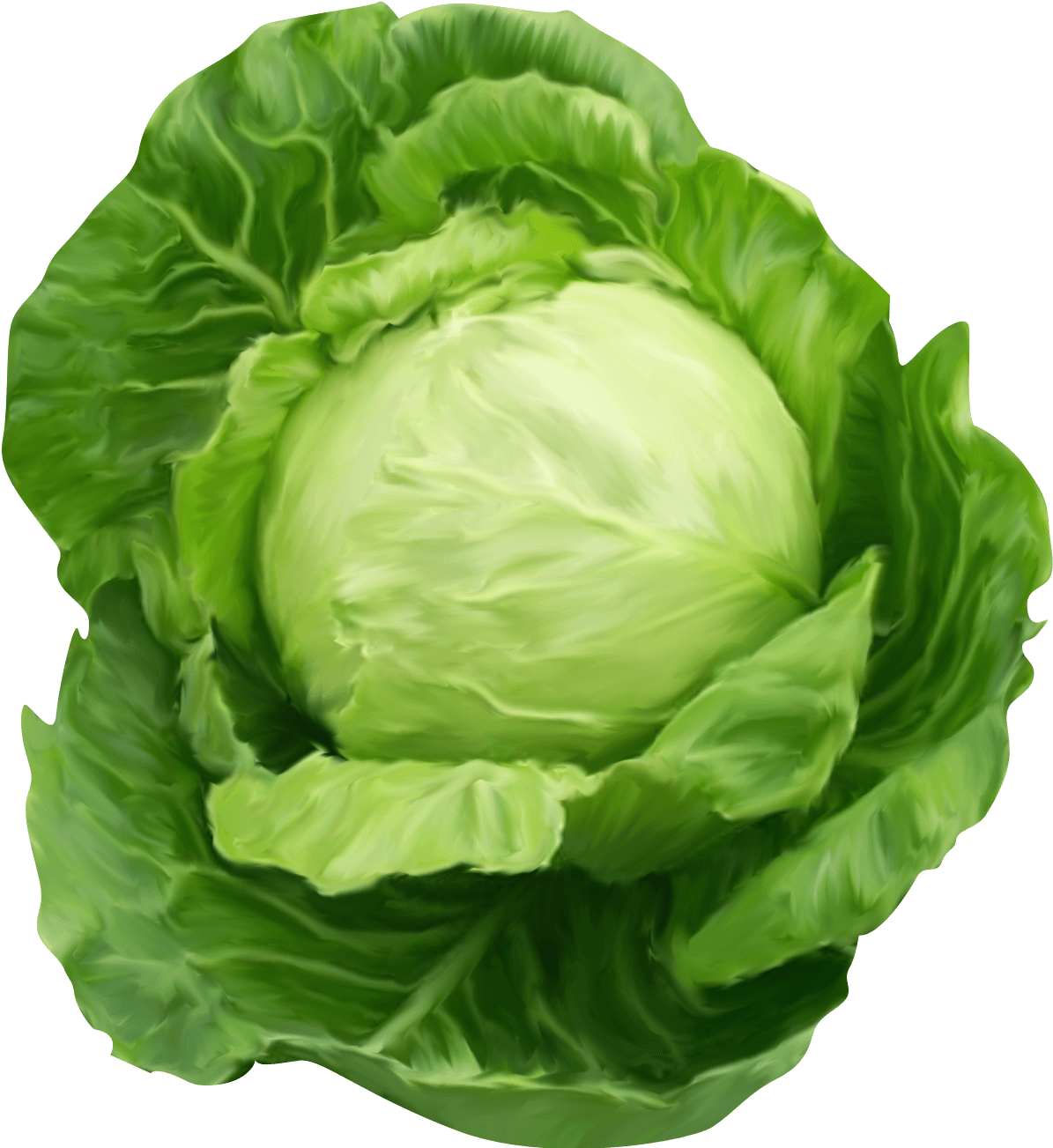 Fresh Green Cabbage Illustration