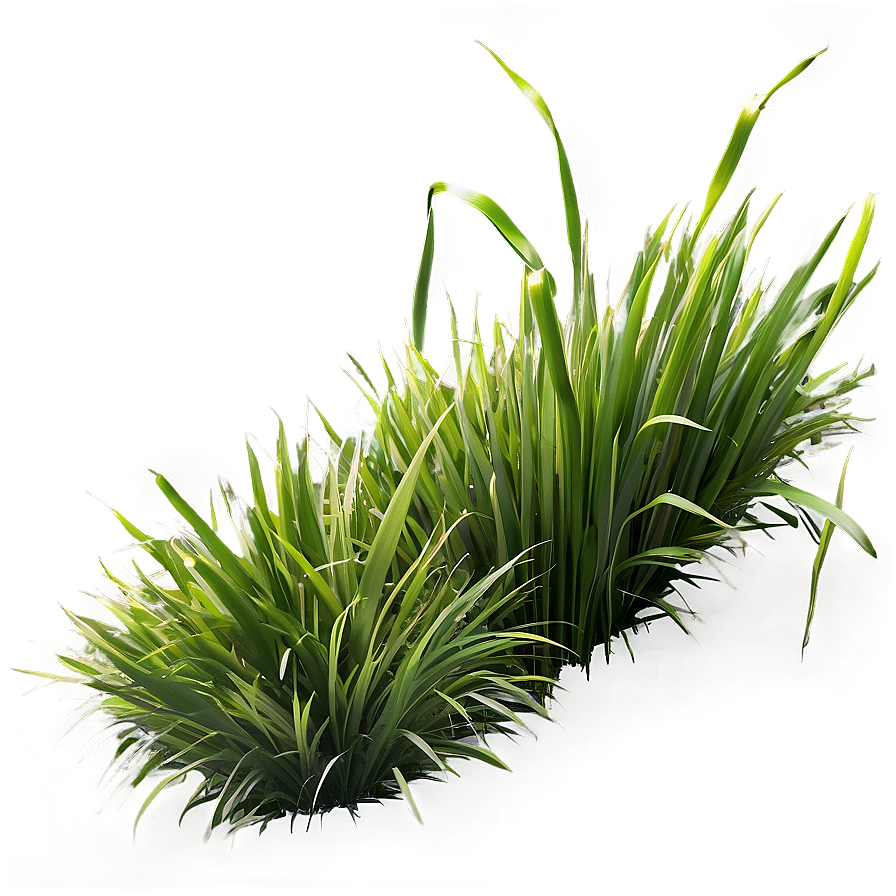 Fresh Green Grass Png 06262024