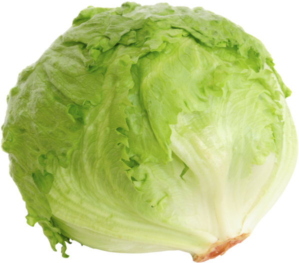 Fresh Green Iceberg Lettuce