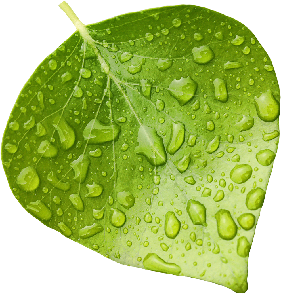 Fresh Green Leafwith Water Droplets.png