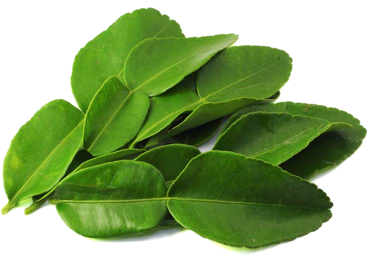 Fresh Green Leaves Transparent Background