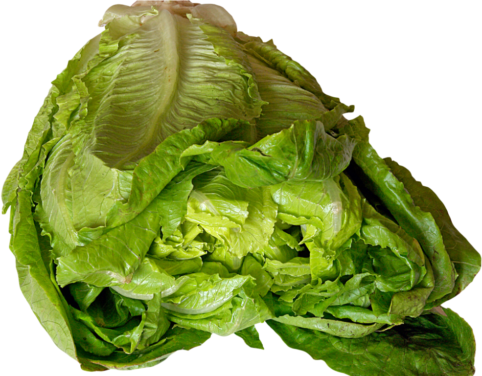 Fresh Green Lettuce Head