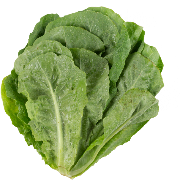 Fresh Green Lettuce Isolated