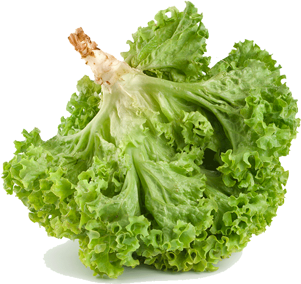 Fresh Green Lettuce Isolated.png