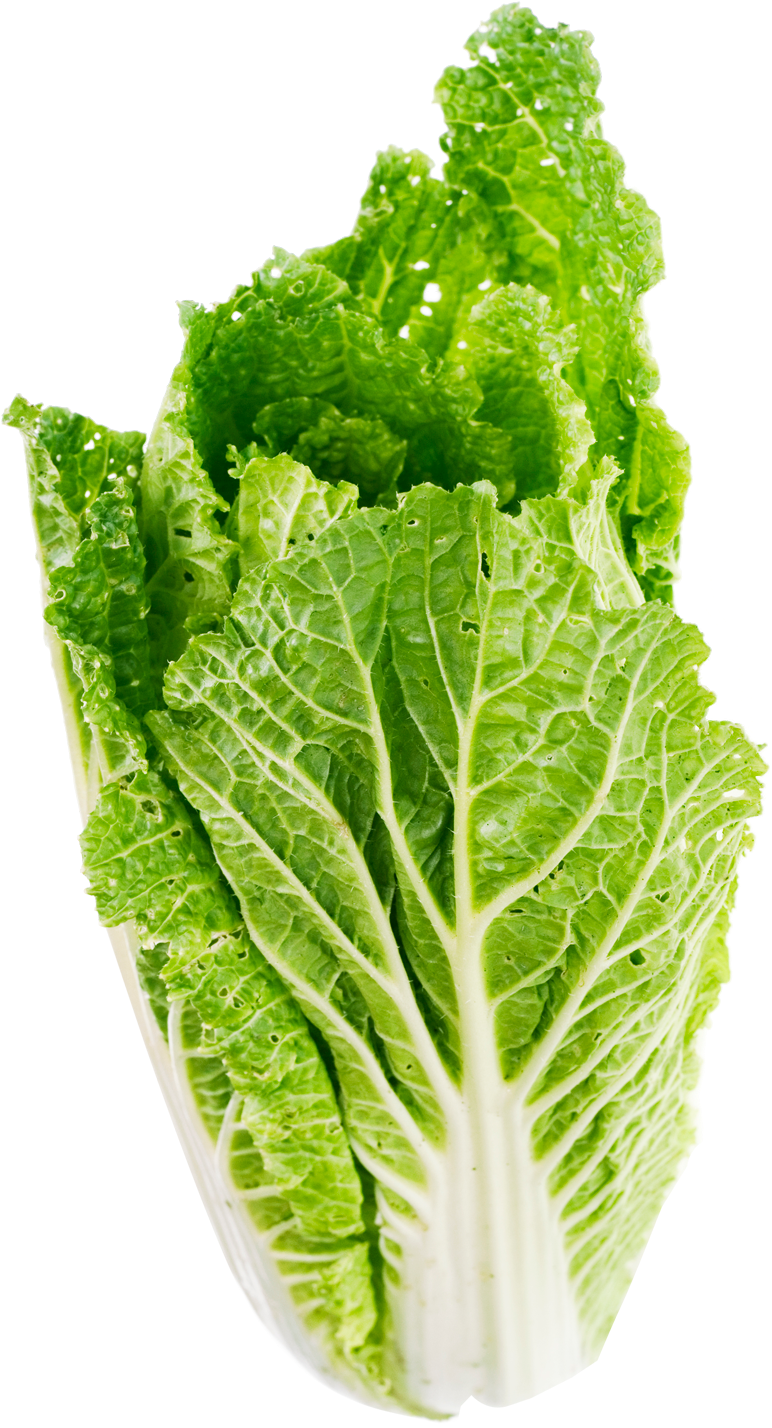 Fresh Green Lettuce Isolated