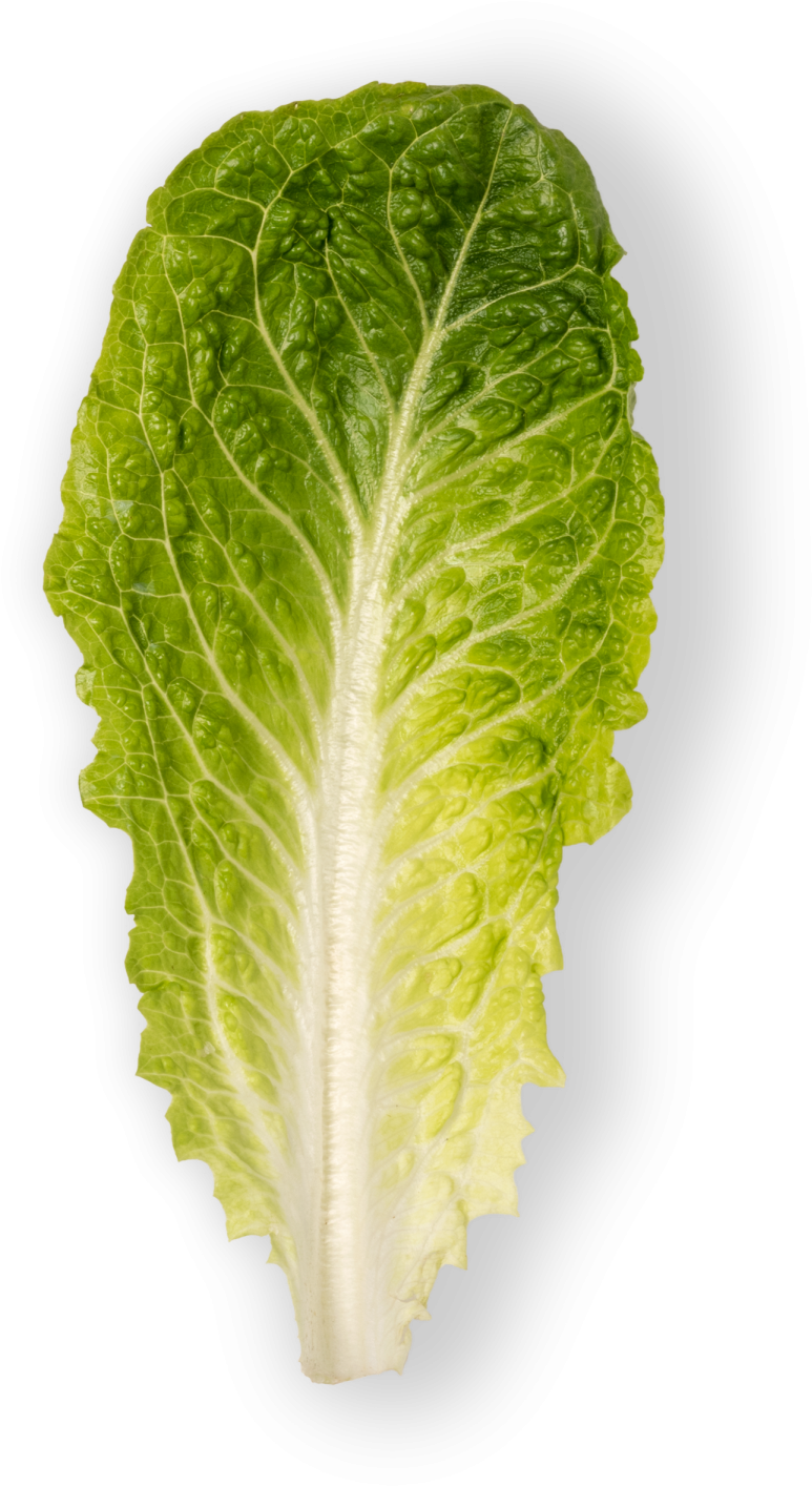 Fresh Green Lettuce Leaf