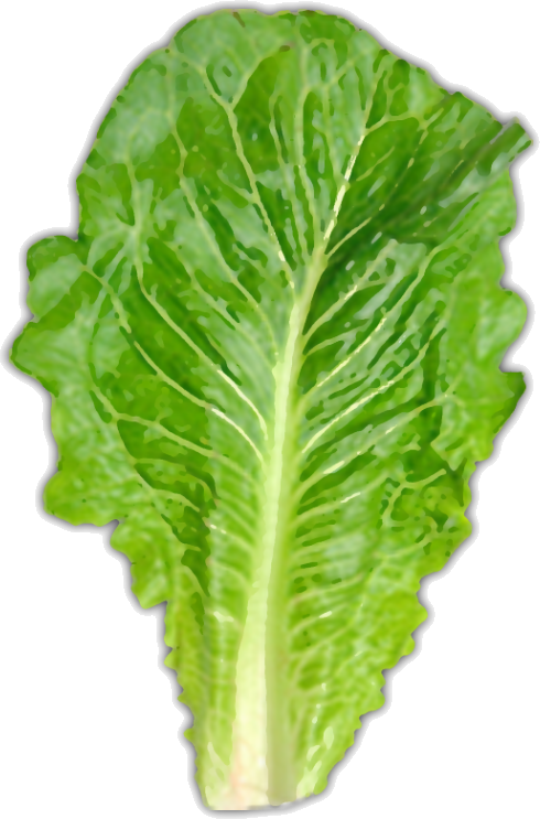 Fresh Green Lettuce Leaf