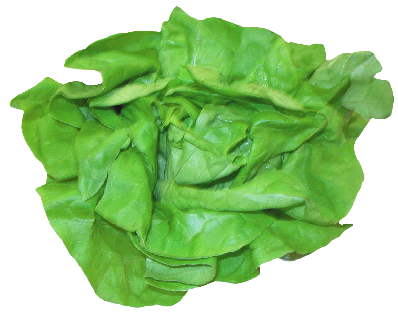 Fresh Green Lettuce Leafy Vegetable