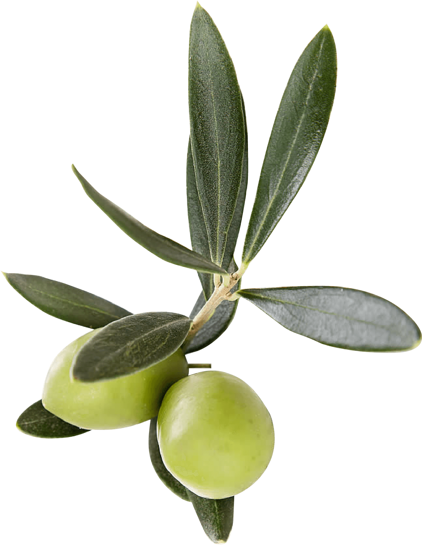 Fresh Green Olives Branch