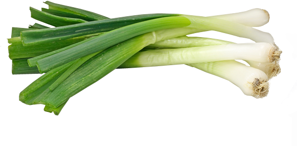 Fresh Green Onions Isolated